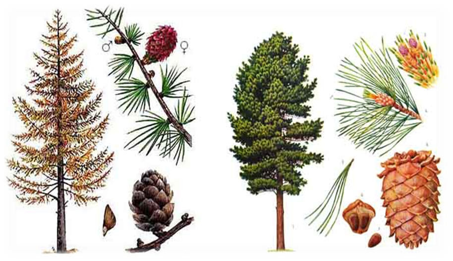 Dřevené terasy: sibiřský modřín vs. borovice